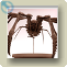 der panzerspinne